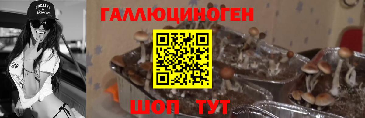 Псилоцибиновые грибы MAGIC MUSHROOMS  Вход с VPN  Карачаевск 